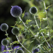 Kenmare and District Garden Club